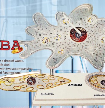 Atlantis - STEM Model Kit - The Amazing Amoeba